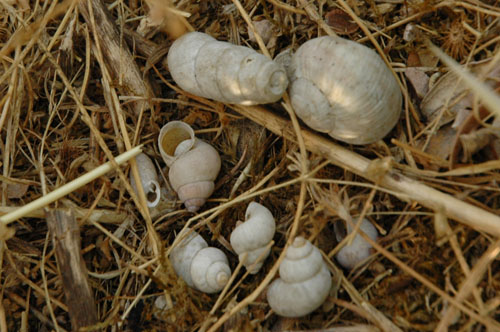 Identificazione chiocciole terrestri